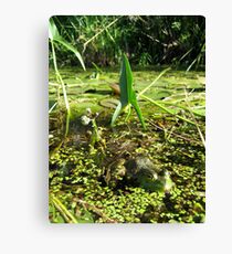 Frog Bliss Canvas Print