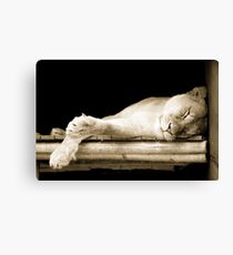 Sleeping Lioness Canvas Print