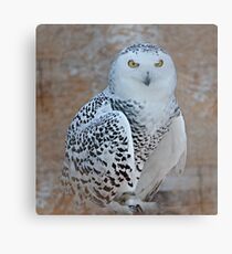 Snowy Owl Metal Print