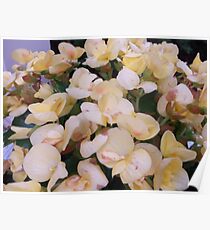Pastel Flowers Poster