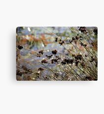 Reeds Canvas Print