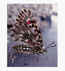 Newborn Photographic Print