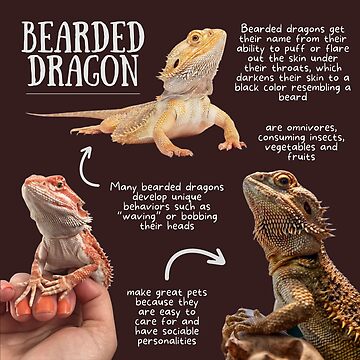 Bearded dragons: facts and photos