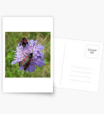 Cinnebar moths Postcards