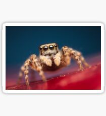 Pseudeuophrys erratica female jumping spider photo Sticker