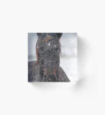 Horse in Snowstorm Acrylic Block