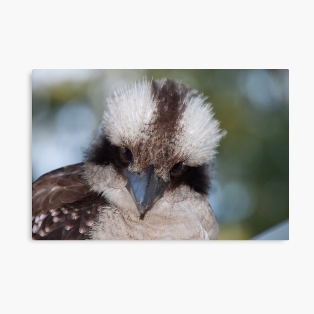 Who you look'in at? Canvas Print