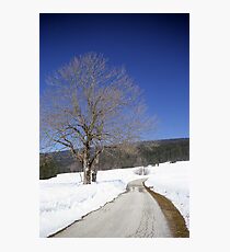 Companion Photographic Print