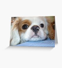 Wet Nose Greeting Card