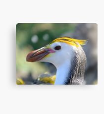 Royalty Metal Print
