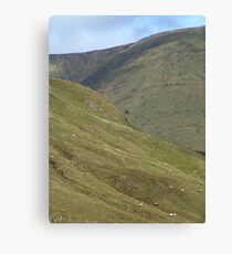 Sheep High Canvas Print