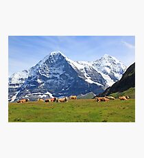 Switzerland alps Swiss mountains, Eiger with cows Photographic Print