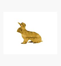 Hase Fotodruck