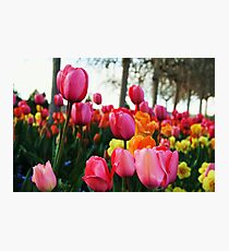 Tulips Photographic Print