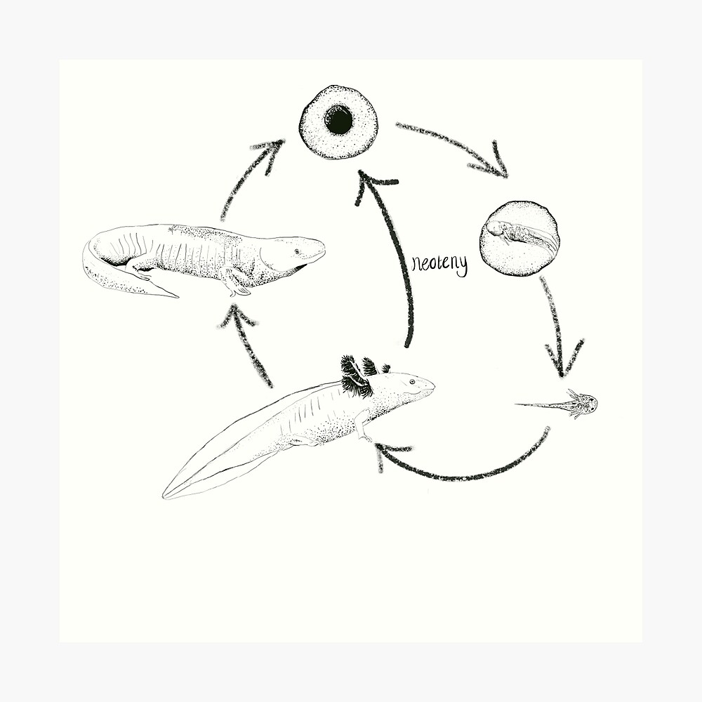 axolotl metamorphosis