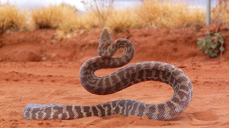 Python road. Antaresia stimsoni.