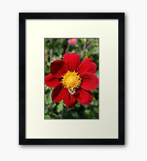 Red Flower Framed Print