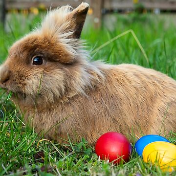 Sticker Lapin nain dans l'herbe