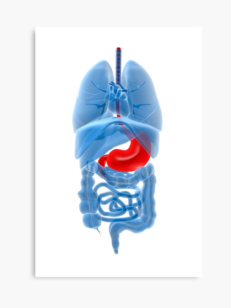 Digestive System Jeopardy Template