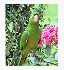 White Eye Conure, Photographic Print