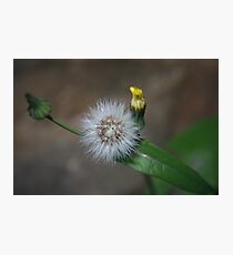 Weeds Photographic Print