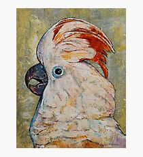 Moluccan Cockatoo Photographic Print