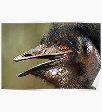 Emu Poster