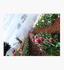 Tulips Photographic Print