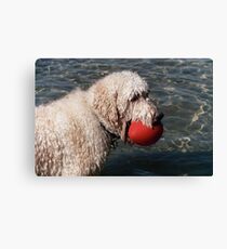 Baxter Canvas Print