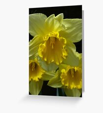 Daffodils Greeting Card