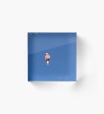 Bird on a Wire Acrylic Block