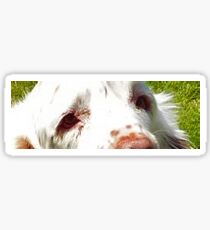 clumber spaniel eyes Sticker
