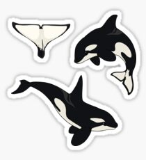 Orca Whale Sticker