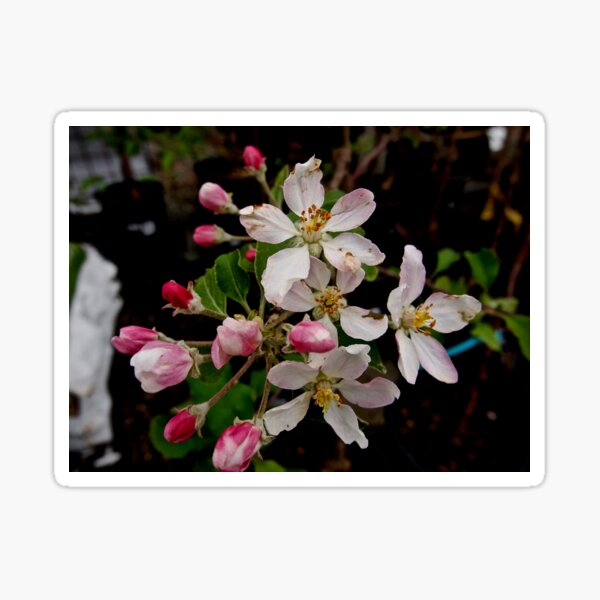 Apple Blossom Time Sticker