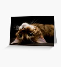 Gremlin or Mogwai? Greeting Card