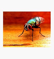 Annoyance Photographic Print