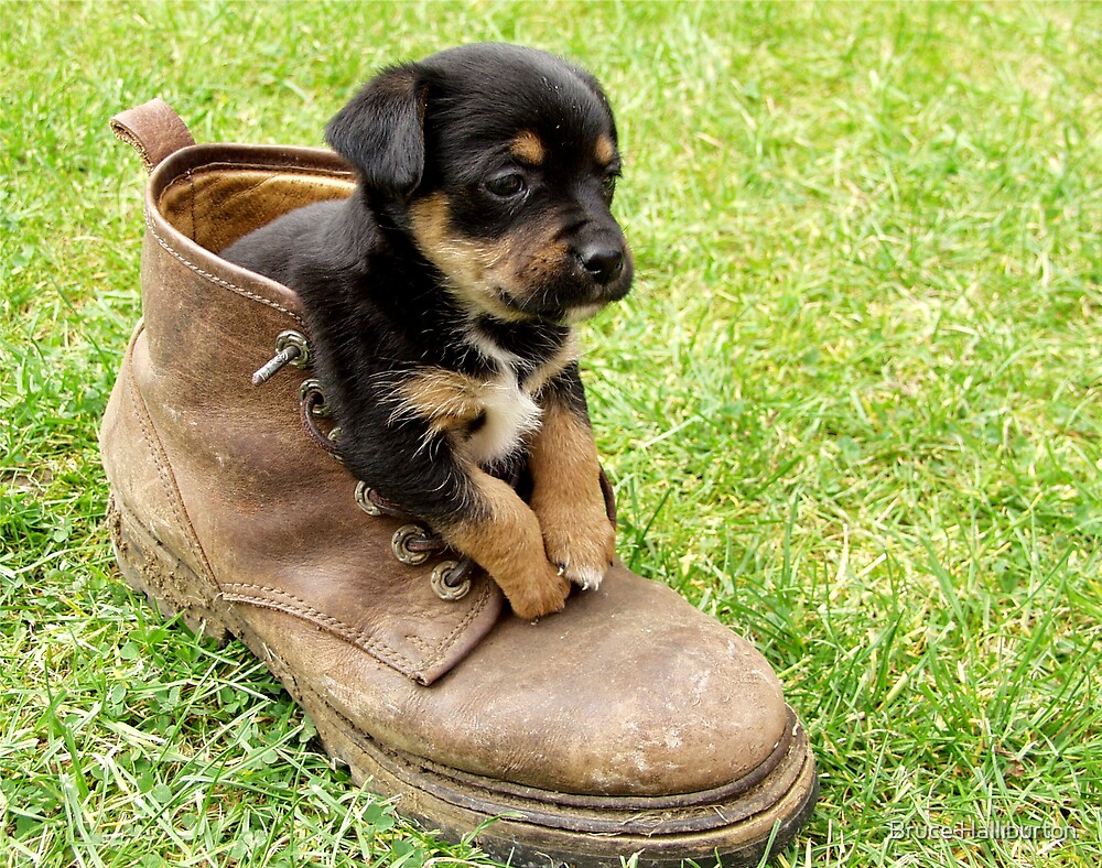"Too Small For Your Boots!" by Bruce Halliburton Redbubble