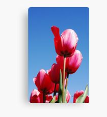 Pink Tulips Canvas Print