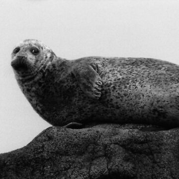 Artwork thumbnail, Seal by orcadia