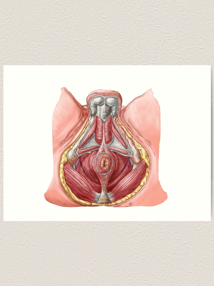 Pelvic Floor Of Human Male Art Print By Stocktrekimages Redbubble