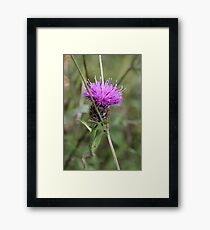Greater Knapweed Framed Print
