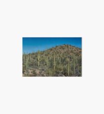 Saguaro National Park Tucson Art Board
