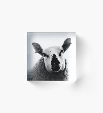 Rosie on White Acrylic Block