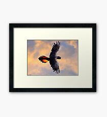 Red Tail Black Cockatoo - Flight Framed Print