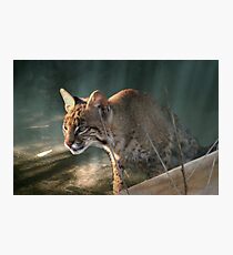 The Stalker Photographic Print