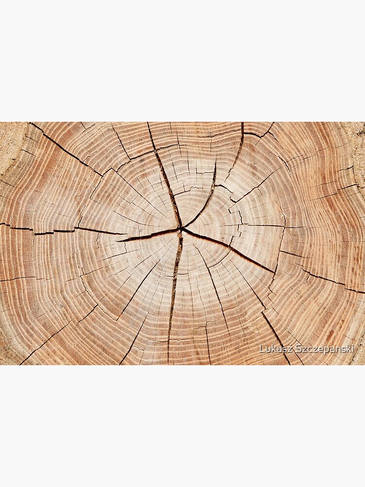 Tree Trunk Cut In Half Greeting Card By Lukeszczepanski Redbubble