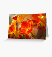 Glowing Tulips Greeting Card