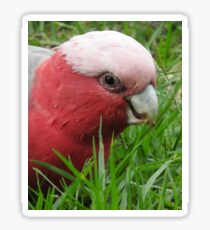 Galah Sticker