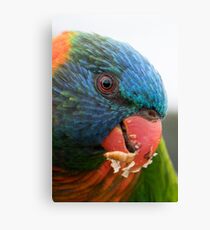 Rainbow Lorikeet Canvas Print