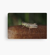 Cattail Carpet Canvas Print